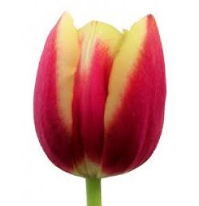 ΤΟΥΛΙΠΑ ΔΙΧΡΩΜΗ.....TULPEN  LEEN VD MARK